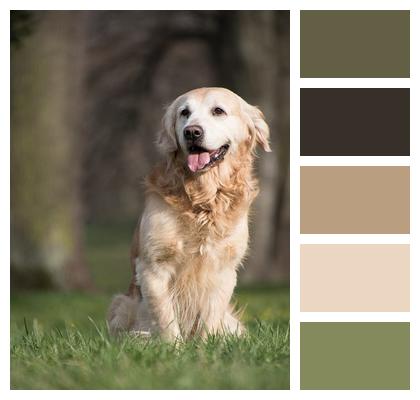 Pet Golden Retriever Dog Image